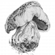 mushroom-icon512x512